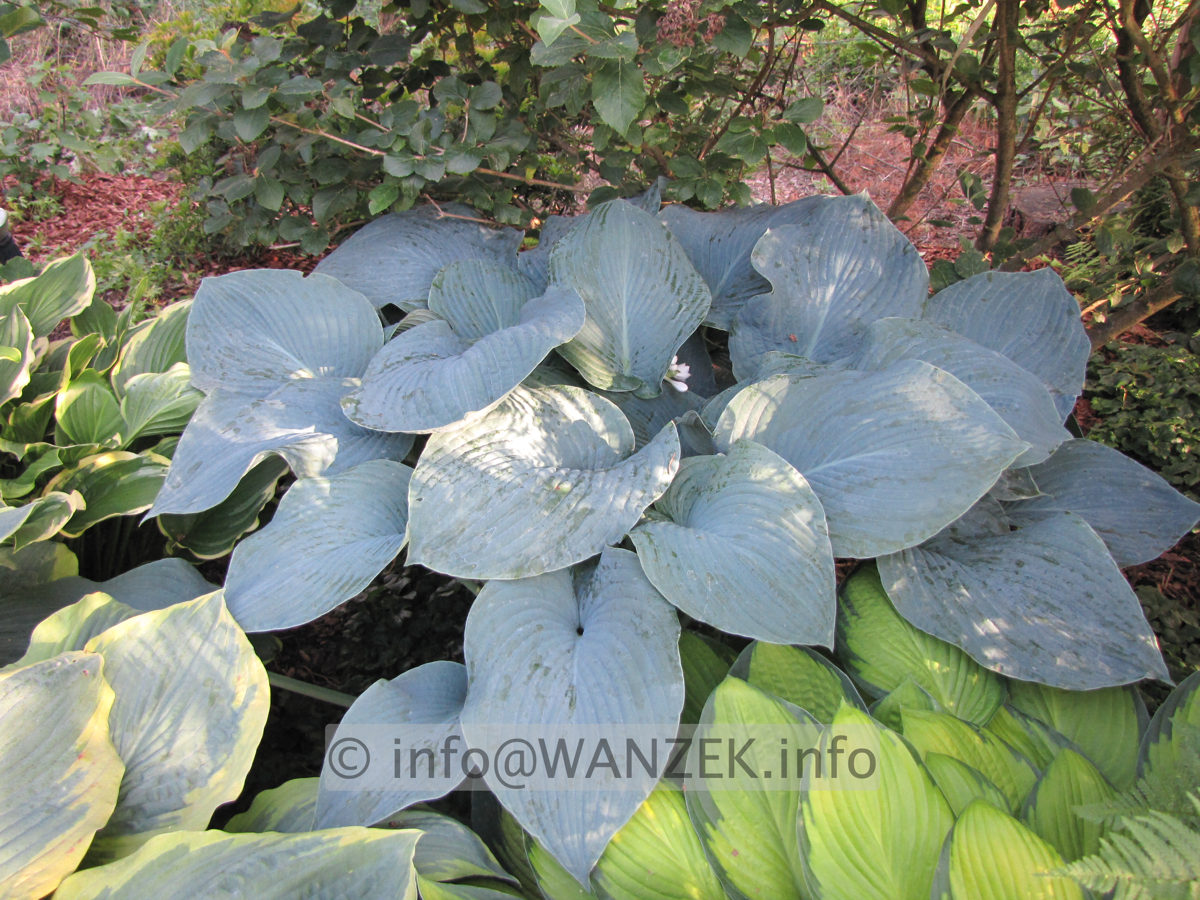 Hosta Hybride Mollies Blaue 02.JPG